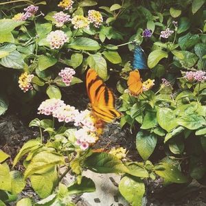 Meet your Posher, Izzy